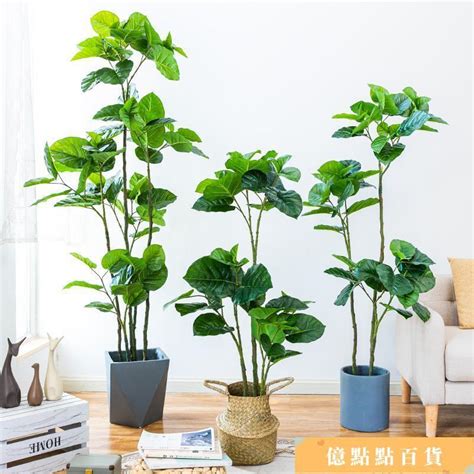 室內假植物|室內假植物：6大優點